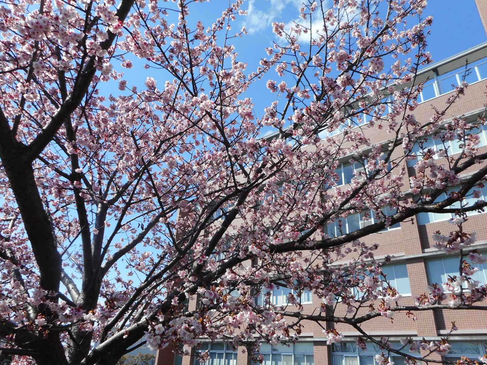 日立紅寒桜（多賀市民プラザ）